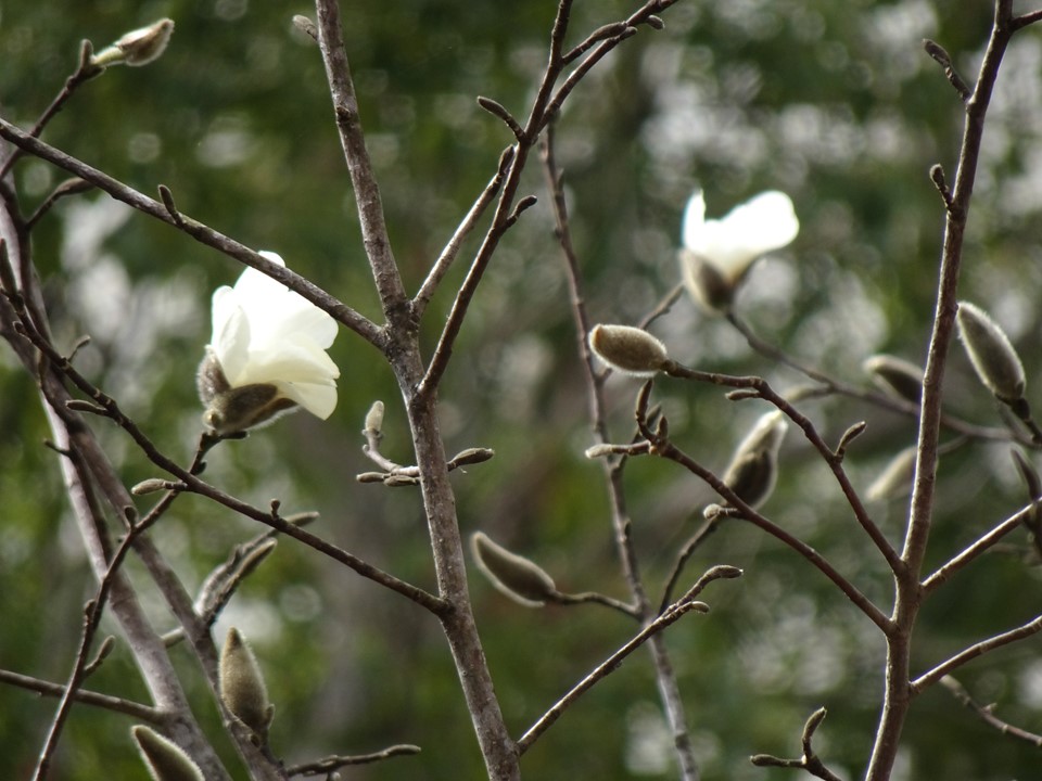 辛夷 こぶし の花が咲き始めました 聖徳大学附属取手聖徳女子中学校 高等学校